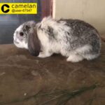 lop bunny for sale 5 months age