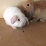 mini lop couples for sale with free delivery and cage
