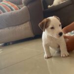 male jack Russell