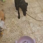 Labrador Dog female 9 months old vaccinated with passport