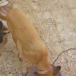 LOVELY Dog ginger color very nice dog male 6 months old