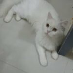 white PERSIAN Cat Male