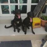 Labrador Dog male and female vaccinated with passport 9 months old