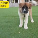 American Akita Puppy