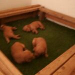 Golden Retriver Puppies Male and Female Available Now for Booking