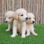 Golden Retriver Puppies