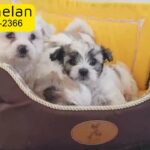 Maltese Puppies Available Pure Breed