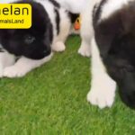 American Akita Puppies High quality Pure Breed Available Now