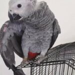 Casco Parrot Super Jumpo 3 month old