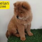 Adorable Chow Chow Puppy Female Pure Breed