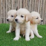Lovely Golden Retriver Puppies Male and Female
