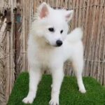 Japanese Spitz Puppy Male