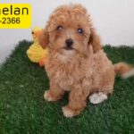 Super Adorable Maltipoo Female Puppy