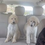 Standard Poodle Puppies Pure Breed