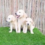 Super Adorable Golden Retriver Puppies
