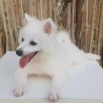 Adorable Spitz Puppy Male