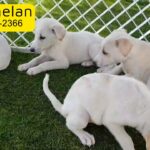 Adorable Mix Breed Labrador Puppies