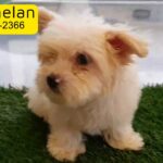 Adorable Maltese Puppy Female