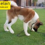 Lovely American Akita Male 7 Month old