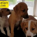Adorable Puppies Male and Female Available