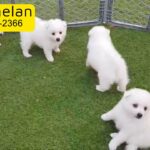 Adorable Japanese Spitz Puppies Male and Female available now