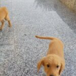 Adorable Golden Retriver Male Puppy