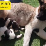 American Akita Puppies High quality Available for Booking
