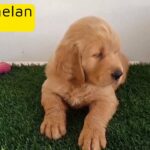 Adorable Golden Retriver Puppy King Size High Quality Pure Breed