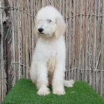 Lovely Poodle Female