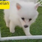 Japanese Spitz Puppies