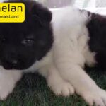 American Akita Puppies High quality Pure Breed Available for Booking