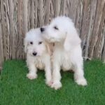 Adorable Labradoodles Puppies