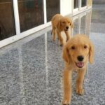 Super Beautiful Golden Retriver