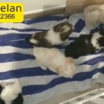 Shihtzu Puppies Male and Female available Now
