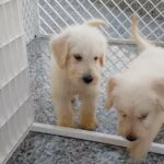 Lovely Labradoodles Puppies