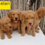 Golden Retriver Puppies Unique Color