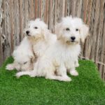 Labradoodles Puppies