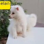 Adorable Japanese Spitz Puppies