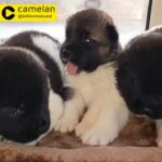 American Akita Puppies High quality Pure Breed Available for Booking