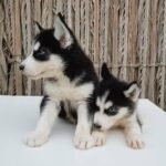 Adorable Sebrian Husky Blue Eyes Puppies