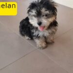 Yorkie Male Puppy Very Lovely and playful