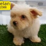 Adorable Maltese Puppy Female High Quality Pure Breed