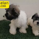 Adorable Maltese Puppies Pure Breed Male