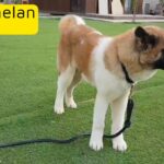 Lovely American Akita Male Very Friendly and and playful