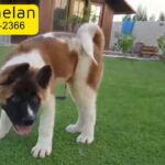 Adorable American Akita Male Puppy