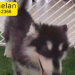 Adorable Puppy Husky Giant Malamute Pure 3 month old