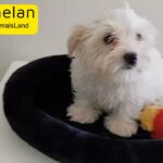 Adorable Maltese Puppy Female