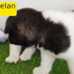 American Akita Puppies High quality Pure Breed Available