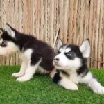 Blue Eyes Husky Female Puppies