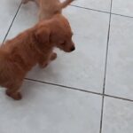poodle chihuahua puppies for sale